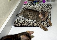 SierraGold Bengals: Lancelot<br>